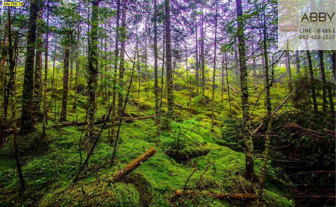 วอลเปเปอร์ธรรมชาติมอสสีเขียวในป่าทึบ