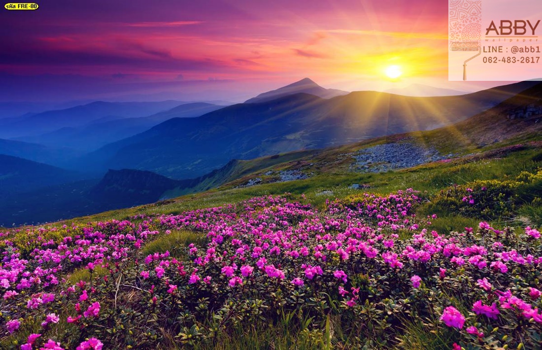 ภาพวิวดอกไม้นานาพันธุ์สีชมพูบนภูเขาฤดูร้อน