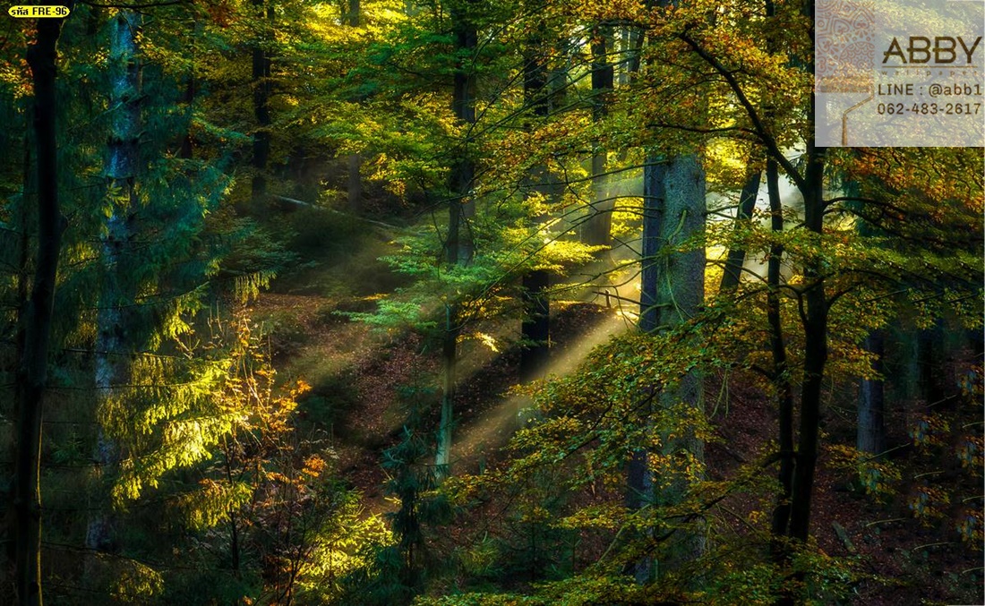 วอลเปเปอร์ลายธรรมชาติป่าไม้ยามแสงอาทิตย์สาดส่อง