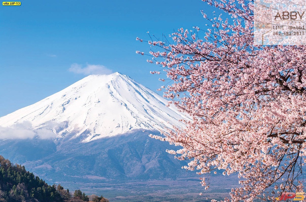 วอลเปเปอร์ภาพภูเขาไฟฟูจิและซากุระที่ประเทศญี่ปุ่น