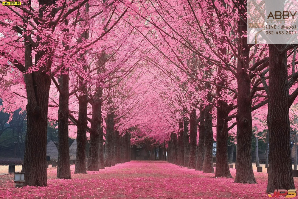 วอลเปเปอร์ภาพต้นไม้สีชมพูเกาะนามิในเกาหลี