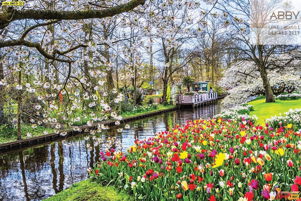 วอลเปเปอร์สวนดอกไม้และดอกทิวลิปในประเทศเนเธอร์แลนด์