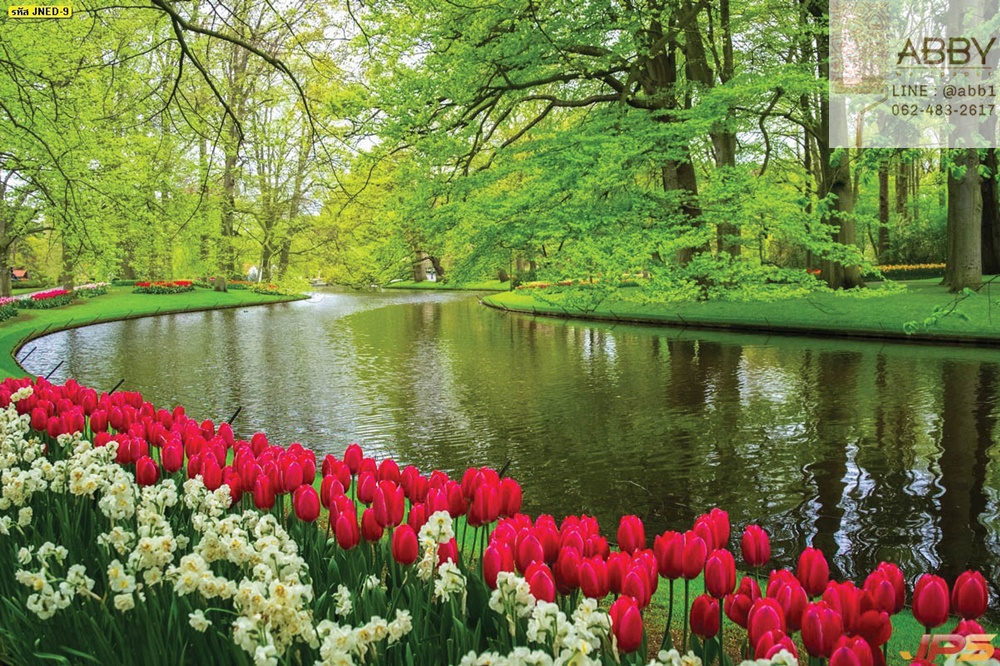 วอลเปเปอร์ภาพสวนดอกไม้ในฤดูใบไม้ผลิในเนเธอร์แลนด์