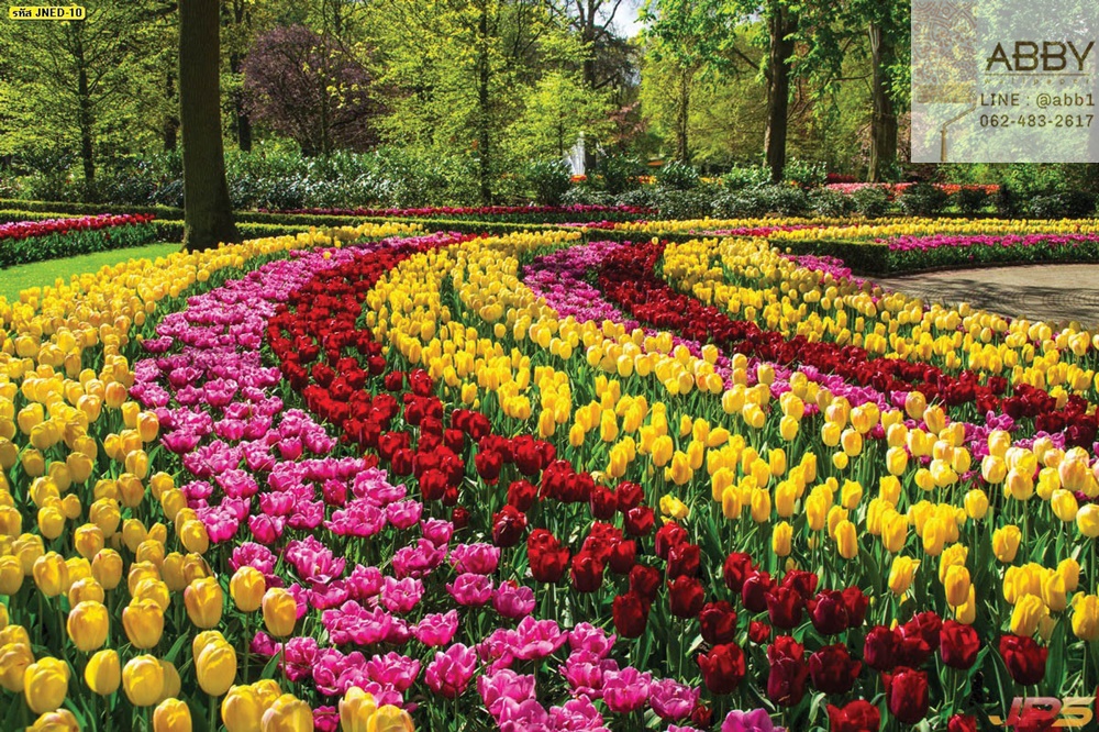 วอลเปเปอร์ภาพสวนดอกทิวลิปในเนเธอร์แลนด์